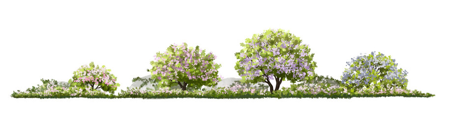 Vector of flower grass or blooming shrub site view isolated on white background ,watercolor tree elevation for landscape concept,environment panorama scene,eco design,meadow for spring