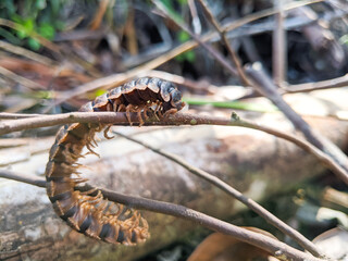 Polydesmida animals that creep in the wild