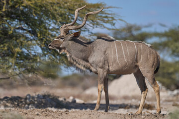 Male Greater Kudu (Tragelaphus strepsiceros) with its horns covered in mud at a waterhole in Onguma Nature Reserve bordering Etosha National Park, Namibia.