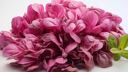 Close up of a fresh dulse, macro photography, delicious textures, front view from above, studio lighting, white background.
