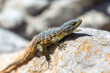Cape girdled lizard (Cordylus Cordylus) seen at the Penguin colony at Betty's Bay in the Western Cape of South Africa