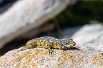Cape girdled lizard (Cordylus Cordylus) seen at the Penguin colony at Betty's Bay in the Western Cape of South Africa