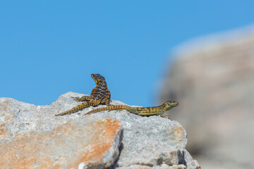 Two Cape Girdled Lizard (cordylus cordylus) sitting on rocks in front of blue sky at Stony Point in Betty's Bay in the Western Cape of South Africa