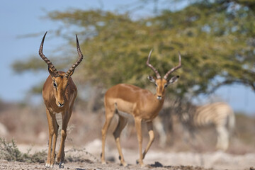 Male Impala (Aepyceros melampus) approaching a waterhole in Onguma Nature Reserve bordering Etosha...