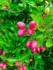 Fresh fruits of Carissa carandas in the organic farm in Myanmar. Common names in English include Bengal currant, Christ's thorn, Carandas plum, Karonda, Karanda and Kanna.