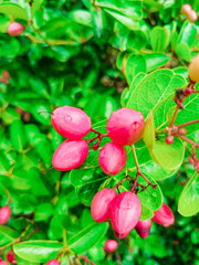 Fresh fruits of Carissa carandas in the organic farm in Myanmar. Common names in English include Bengal currant, Christ's thorn, Carandas plum, Karonda, Karanda and Kanna.