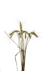 bunch of wheat ears