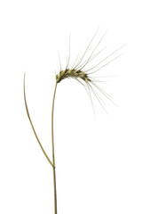 Obraz premium ears of wheat