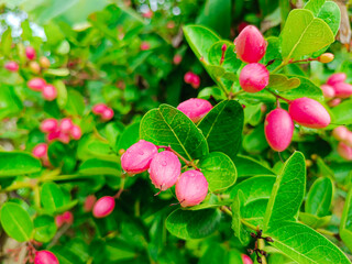 Fresh fruits of Carissa carandas in the organic farm in Myanmar. Common names in English include Bengal currant, Christ's thorn, Carandas plum, Karonda, Karanda and Kanna.