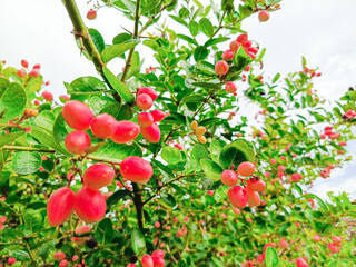 Fresh fruits of Carissa carandas in the organic farm in Myanmar. Common names in English include Bengal currant, Christ's thorn, Carandas plum, Karonda, Karanda and Kanna.