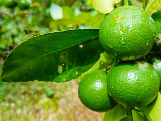 Fresh lemons on the tree in an organic farm after the rain. taken a fruit in Myanmar