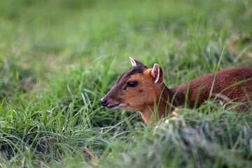 草むらに座ったメスのキョン