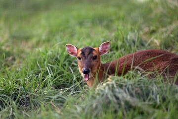 座って口を開けたメスのキョン