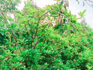 Obraz premium Fresh fruits of Manilkara zapota fruit for healthy, on the tree in an organic farm, taken in the Myanmar. commonly known as sapodilla, sapote, chicozapote, chicoo, naseberry, nispero, or soapapple.