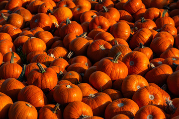 Pile of pumpkins, Halloween decorations	