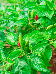Chili tree with dense green fruit. fresh Chili peppers. taken in Myanmar farm.