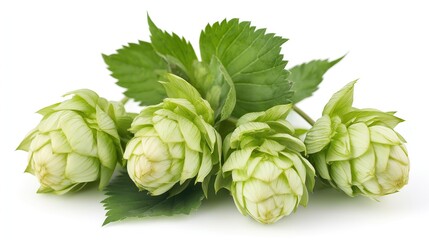 Fototapeta premium green hop cones and leaves isolated on white background