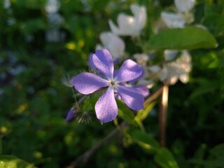 Serene Beauty: Blue Phlox Blossoms in the Garden
