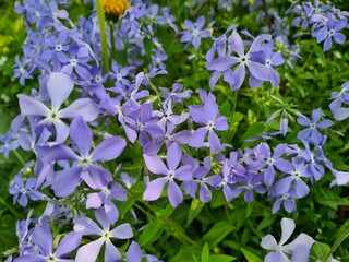 Serene Beauty: Blue Phlox Blossoms in the Garden
