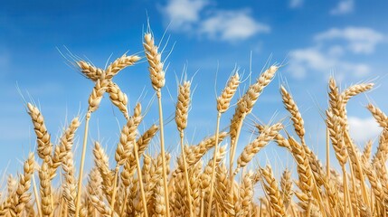 Fototapeta premium Golden barley under blue sky, minimal clouds, summer scene, Natural abundance, seasonal growth