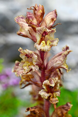 Slender broomrape // Blutrote Sommerwurz (Orobanche gracilis) - Lovcen National Park, Montenegro