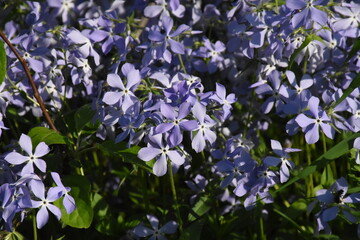 Serene Beauty: Blue Phlox Blossoms in the Garden

