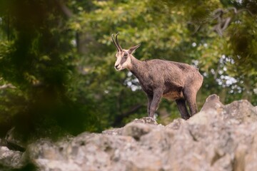 Portrait of a chamois in its natural habitat. Rupicapra rupicapra. Animal from Alp. Wild goat stand on the stone hill.