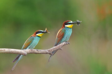 Two bee-eater sits on a branch and has a insect in its beak. Merops apiaster