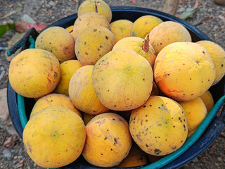 Ripe Santol or Sentul fruit is put in a basin, in the natural garden.(Sandoricum koetjape).