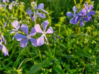 Serene Beauty: Blue Phlox Blossoms in the Garden
