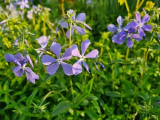 Serene Beauty: Blue Phlox Blossoms in the Garden

