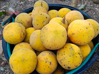 Ripe Santol or Sentul fruit is put in a basin, in the natural garden.(Sandoricum koetjape).