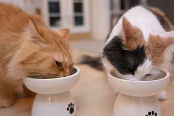 2匹で一緒に仲良くご飯を食べる猫（マンチカンとメインクーン）