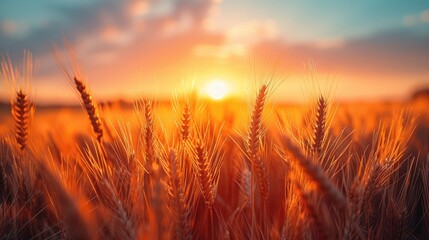 Naklejka premium Golden wheat field bathed in warm sunset light, providing a serene and picturesque natural landscape. Perfect for backgrounds and nature photography.