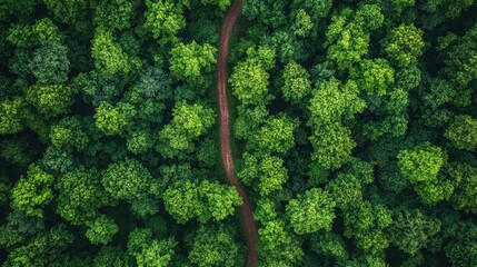 Aerial view of a forest managed sustainably, with visible walking paths and observation points