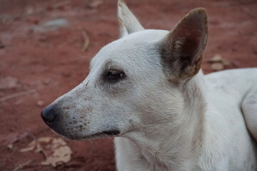 A mother peacefully sitting and observing her puppies, Abandoned Dog taking rest on the roadside, Helpless stray Dog lying down on the sand and checking her puppies