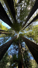Looking up into the trees of the redwood forest
