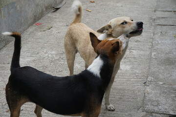 Two playful dogs jumping and playing together, Abandoned stray dogs playing at the roadside,...