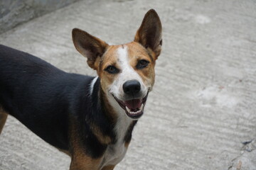 A playful dog looking attentively on camera, Stray dog playing on roadside, Homeless abandoned dog playing