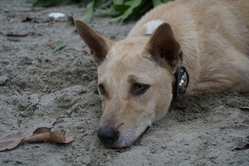 Closeup shot of a homeless adorable puppy sitting alone, Abandoned dog sitting the the ground sadly looking for its owner, Closeup portrait of a homeless little stray dog