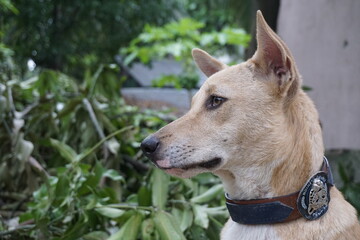 Closeup shot of a homeless adorable puppy sitting alone, Abandoned dog sitting the the ground sadly looking for its owner, Closeup portrait of a homeless little stray dog