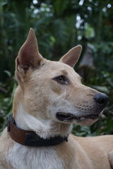Closeup shot of a homeless adorable puppy sitting alone, Abandoned dog sitting the the ground sadly looking for its owner, Closeup portrait of a homeless little stray dog