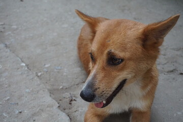 Abandoned stray dog resting on the street, Closeup shot of  a helpless street puppy, Helpless hungry dog searching for food and shelter