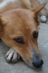 Abandoned stray dog resting on the street, Closeup shot of  a helpless street puppy, Helpless hungry dog searching for food and shelter