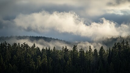 Fototapeta premium Majestic Pine Forest Silhouetted by Dramatic Rolling Clouds with Shadow Play