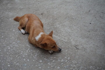 Abandoned stray dog resting on the street, Closeup shot of  a helpless street puppy, Helpless hungry dog searching for food and shelter