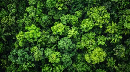 Aerial perspective of a sustainably managed forest, showcasing biodiversity and conservation efforts