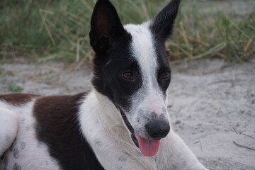 A stray dog sitting alone on a street, An abandoned puppy sitting and resting on the ground, Closeup portrait of a homeless little stray dog