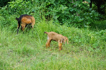 A herd of goats is grazing on green grassland, A flock of colorful goats is eating green grass on the farmland, A group of sheep is in a rural dairy farm