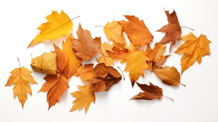 Fallen autumn leaves on white background